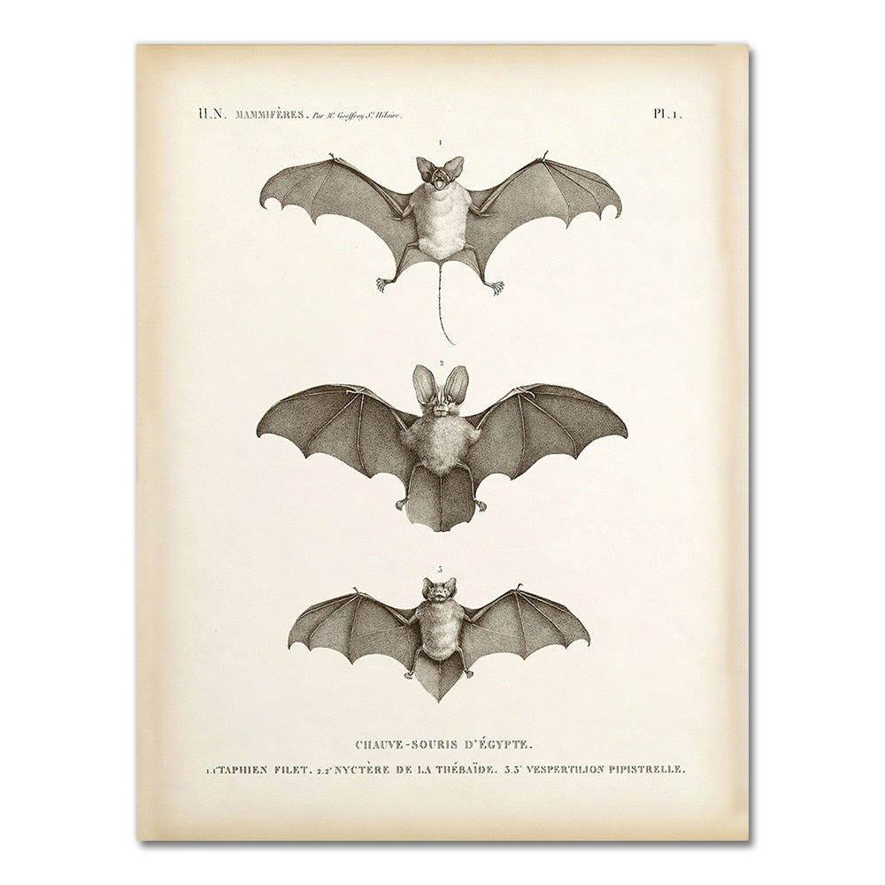 Vintage Bat Print Halloween Wall Art Canvas